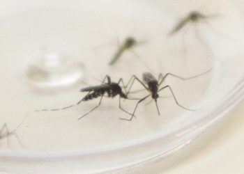 Paraná chega a 32 mortes por dengue no atual período epidemiológico