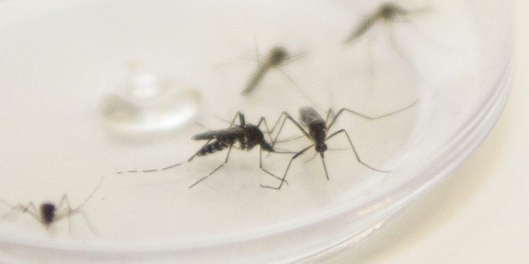 Paraná chega a 32 mortes por dengue no atual período epidemiológico