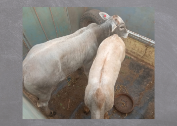 Rotam prende homens por roubo de gado, em Pitanga