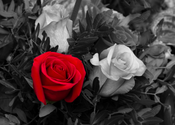 Óbitos registrados nesta quarta – feira (14) em Guarapuava pela Central de Triagem