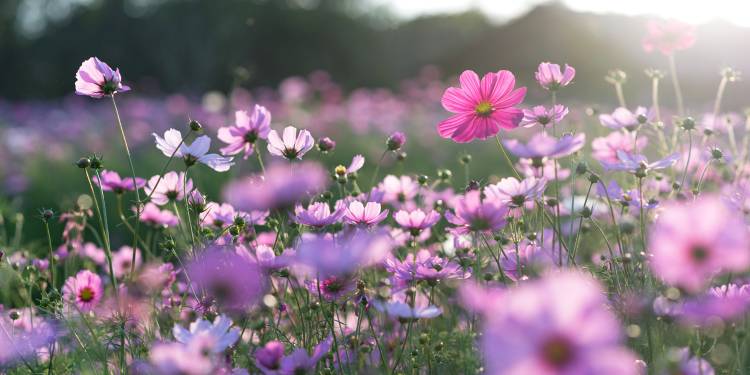 Óbitos registrados nesta quarta-feira (21) em Guarapuava pela Central de Triagem