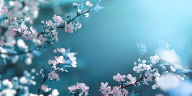 Óbitos registrados nesta quinta-feira (01) em Guarapuava pela Central de Triagem