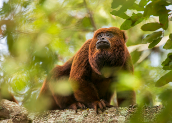 Paraná finaliza o ciclo epidemiológico da febre amarela sem confirmações de casos humanos
