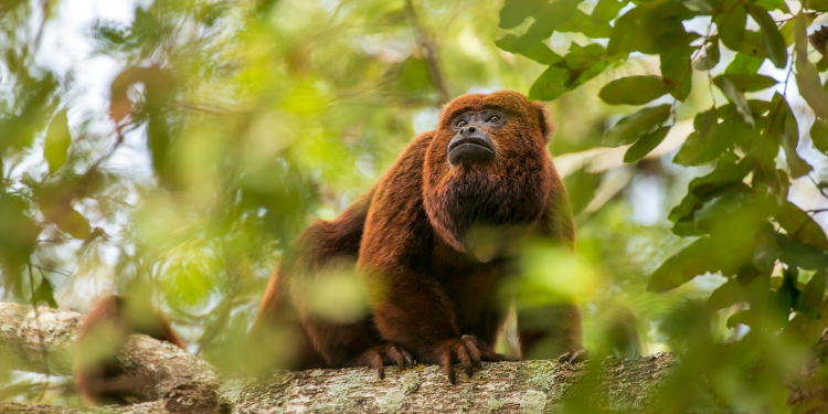 Paraná finaliza o ciclo epidemiológico da febre amarela sem confirmações de casos humanos