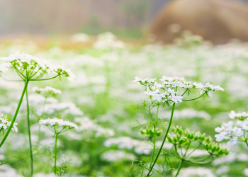 Óbitos registrados neste sábado (24) em Guarapuava pela Central de Triagem