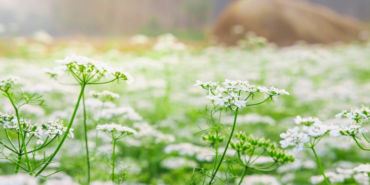 Óbitos registrados neste sábado (24) em Guarapuava pela Central de Triagem