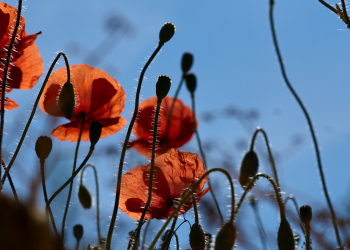 Óbitos registrados neste sábado (31) em Guarapuava pela Central de Triagem