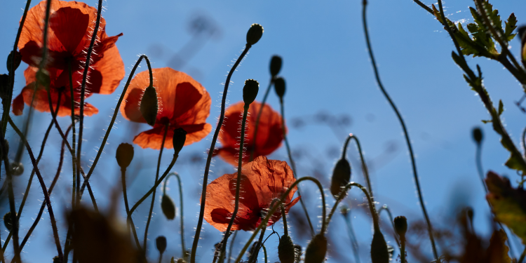 Óbitos registrados neste sábado (31) em Guarapuava pela Central de Triagem