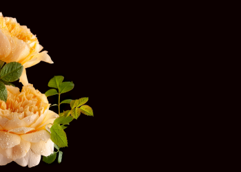 Óbitos registrados nesta quarta-feira (10) em Guarapuava pela Central de Triagem