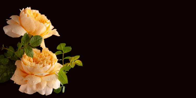 Óbitos registrados nesta quarta-feira (10) em Guarapuava pela Central de Triagem