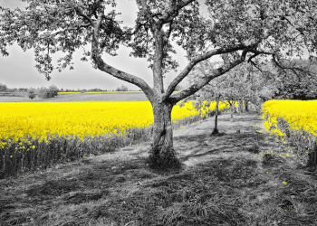 Óbitos registrados neste sábado (17) em Guarapuava pela Central de Triagem