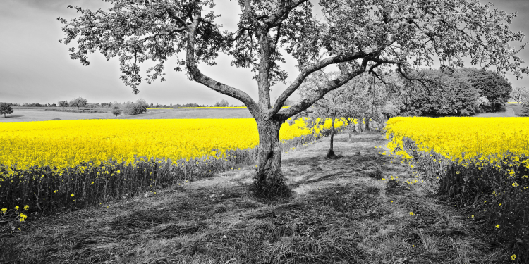 Óbitos registrados neste sábado (17) em Guarapuava pela Central de Triagem