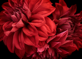 Óbitos registrados nesta segunda-feira (12) em Guarapuava pela Central de Triagem