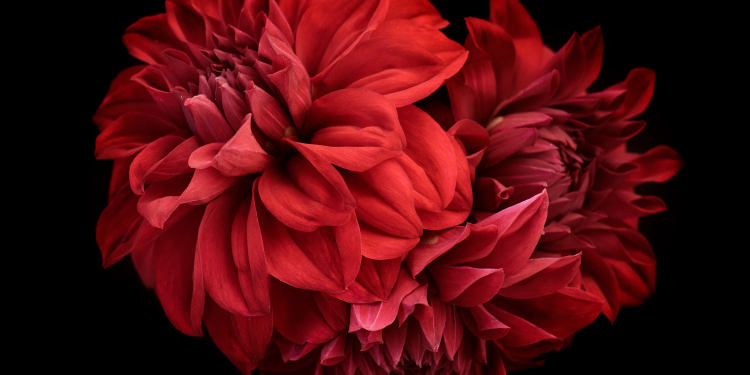 Óbitos registrados nesta segunda-feira (12) em Guarapuava pela Central de Triagem