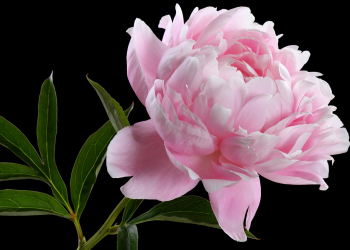 Óbitos registrados nesta segunda-feira (19) em Guarapuava pela Central de Triagem