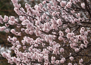 Óbitos registrados nesta segunda – feira (26) em Guarapuava pela Central de Triagem