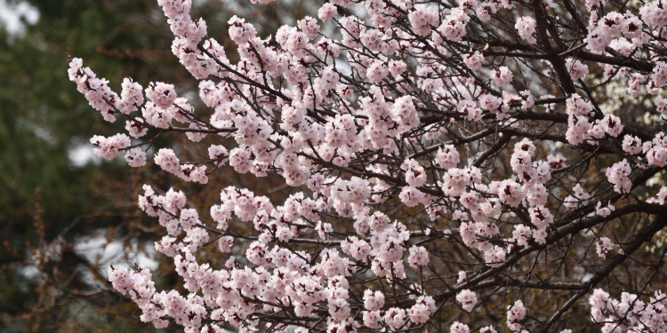 Óbitos registrados nesta segunda – feira (26) em Guarapuava pela Central de Triagem