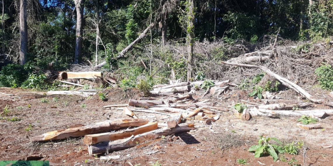 Força-tarefa aplica multas que somam R$ 1 milhão a desmatadores no Centro-Sul