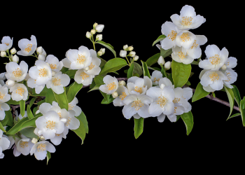 Óbitos registrados nesta sexta-feira (16) em Guarapuava pela Central de Triagem