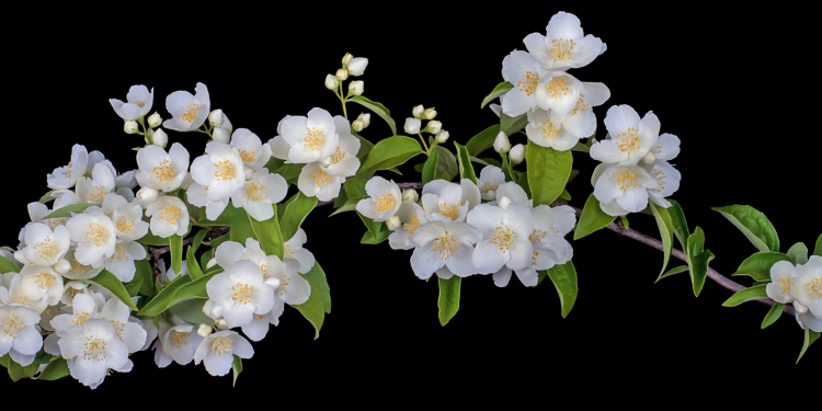 Óbitos registrados nesta sexta-feira (16) em Guarapuava pela Central de Triagem