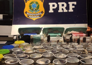 Polícia Federal prende um dos maiores traficantes de animais e plantas do mundo