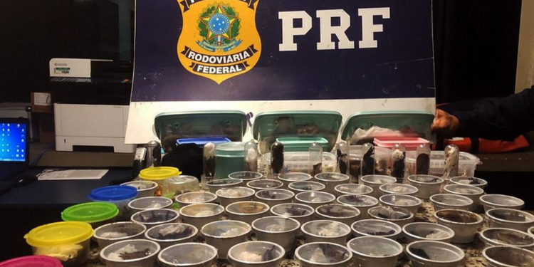 Polícia Federal prende um dos maiores traficantes de animais e plantas do mundo