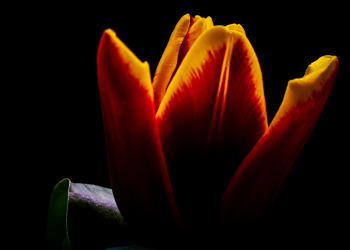 Óbitos registrados nesta sexta-feira (02) em Guarapuava pela Central de Triagem