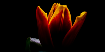 Óbitos registrados nesta sexta-feira (02) em Guarapuava pela Central de Triagem