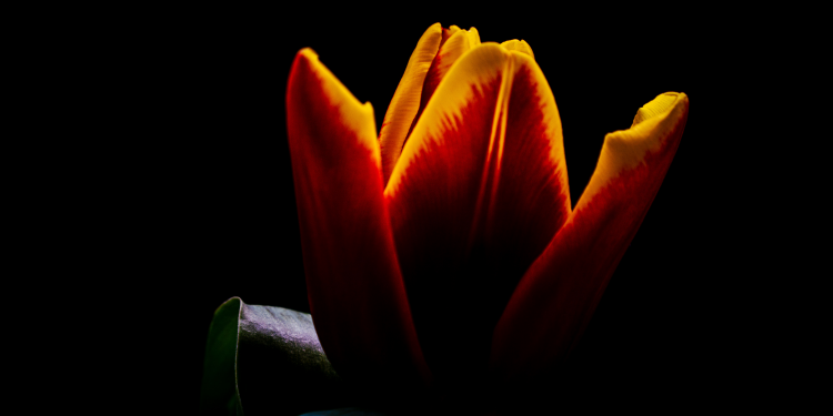 Óbitos registrados nesta sexta-feira (02) em Guarapuava pela Central de Triagem