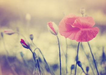 Óbitos registrados nesta sexta-feira (23) em Guarapuava pela Central de Triagem