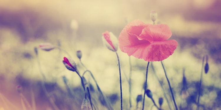 Óbitos registrados nesta sexta-feira (23) em Guarapuava pela Central de Triagem