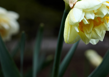 Óbitos registrados nesta sexta-feira (09) em Guarapuava pela Central de Triagem