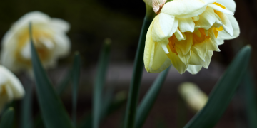 Óbitos registrados nesta sexta-feira (09) em Guarapuava pela Central de Triagem