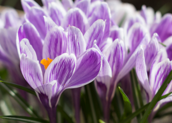 Óbitos registrados nesta terça – feira (27) em Guarapuava pela Central de Triagem