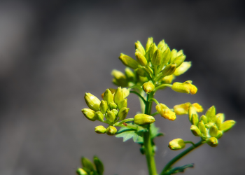 Óbitos registrados nesta terça-feira (13) em Guarapuava pela Central de Triagem