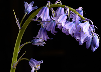 Óbitos registrados nesta terça-feira (20) em Guarapuava pela Central de Triagem