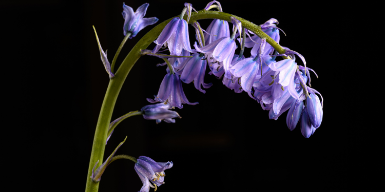 Óbitos registrados nesta terça-feira (20) em Guarapuava pela Central de Triagem