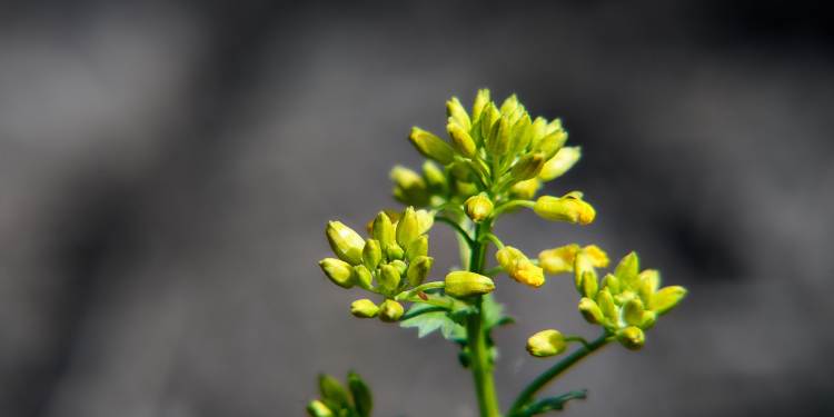 Óbitos registrados nesta terça-feira (13) em Guarapuava pela Central de Triagem