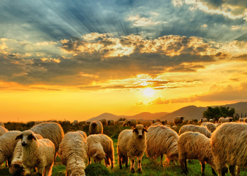 Basta, a cada dia, o seu mal!