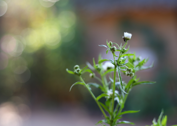 Óbitos registrados nesta quarta-feira (11) em Guarapuava pela Central de Triagem