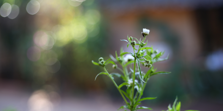 Óbitos registrados nesta quarta-feira (11) em Guarapuava pela Central de Triagem