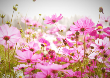 Óbitos registrados nesta sexta-feira (13) em Guarapuava pela Central de Triagem