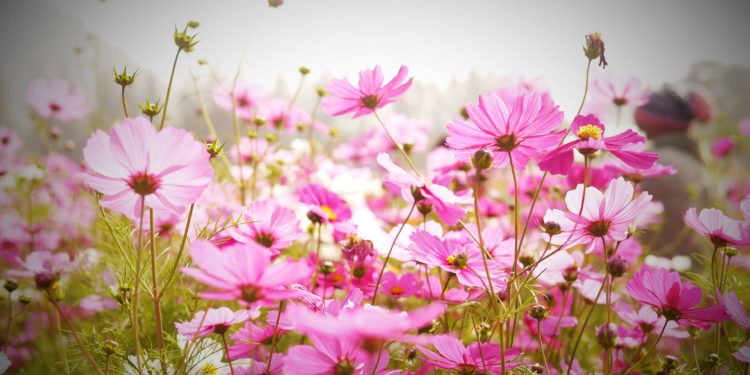 Óbitos registrados nesta sexta-feira (13) em Guarapuava pela Central de Triagem