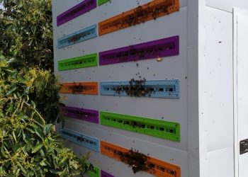 Agtech cria colmeia robótica para preservar abelhas