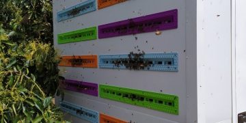 Agtech cria colmeia robótica para preservar abelhas