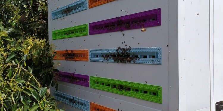 Agtech cria colmeia robótica para preservar abelhas