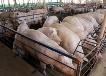 Paraná integra projeto nacional para modernização na vigilância sanitária de suínos