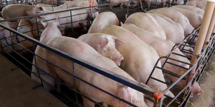 Paraná integra projeto nacional para modernização na vigilância sanitária de suínos