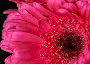 Óbitos registrados nesta quarta-feira (04) em Guarapuava pela Central de Triagem