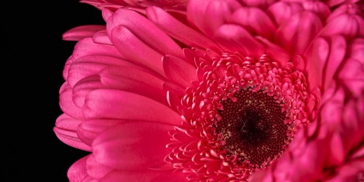 Óbitos registrados nesta quarta-feira (04) em Guarapuava pela Central de Triagem